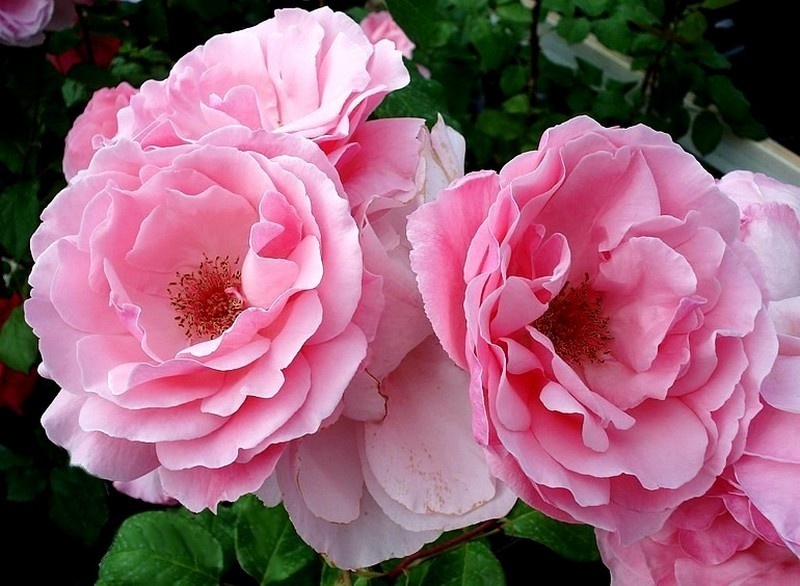 The Queen Elizabeth Rose - Stammrose 90 cm