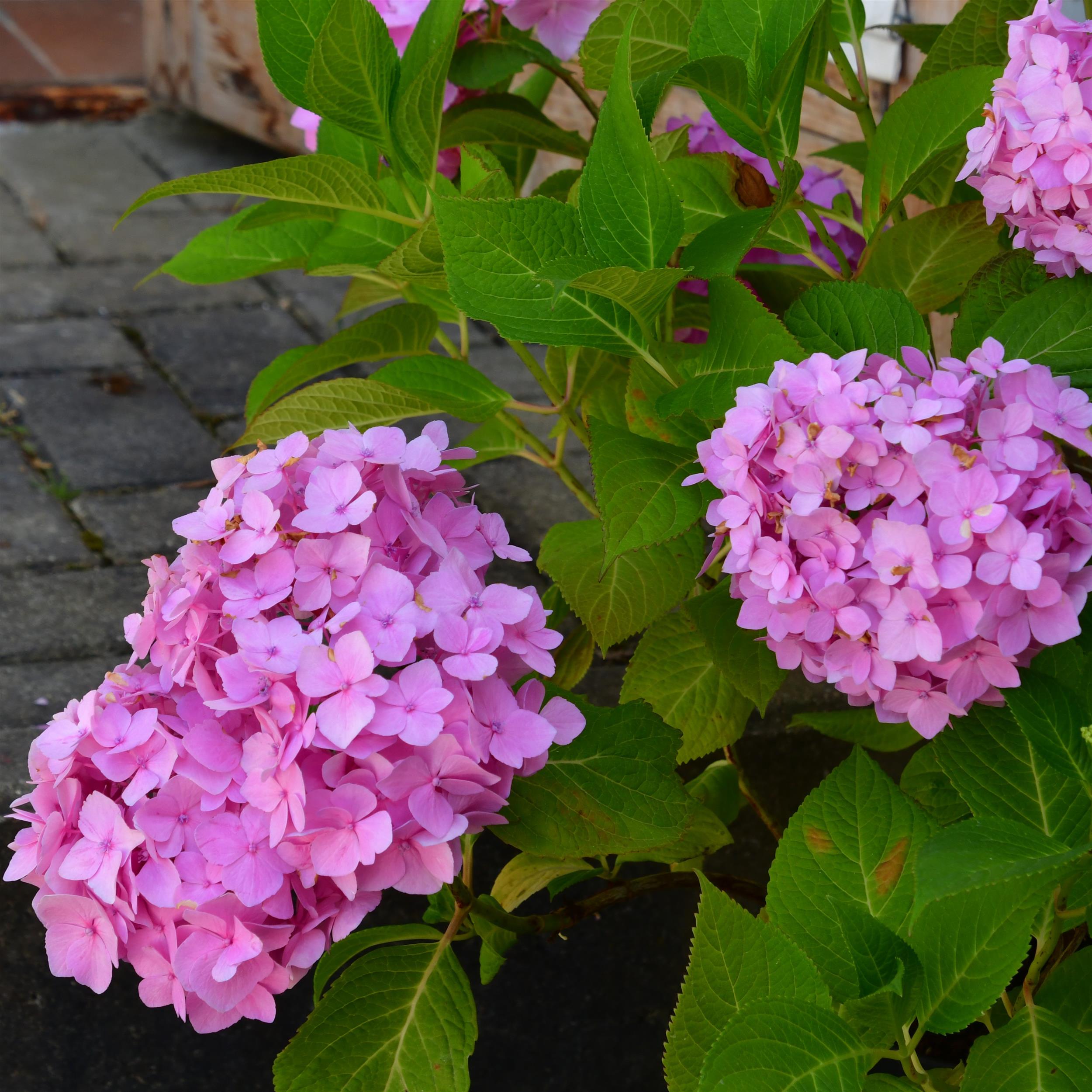 Hydrangea Endless Summer The Original