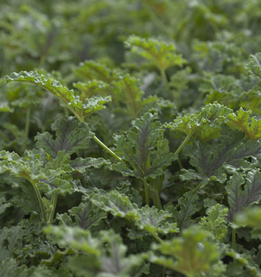 Pelargonium quercifolium 'Royal Oak' - Duftgeranie Moschusduft