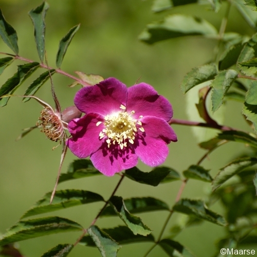 Rosa pendulina (Alpenrose)