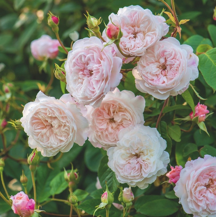 The Albrighton Rambler