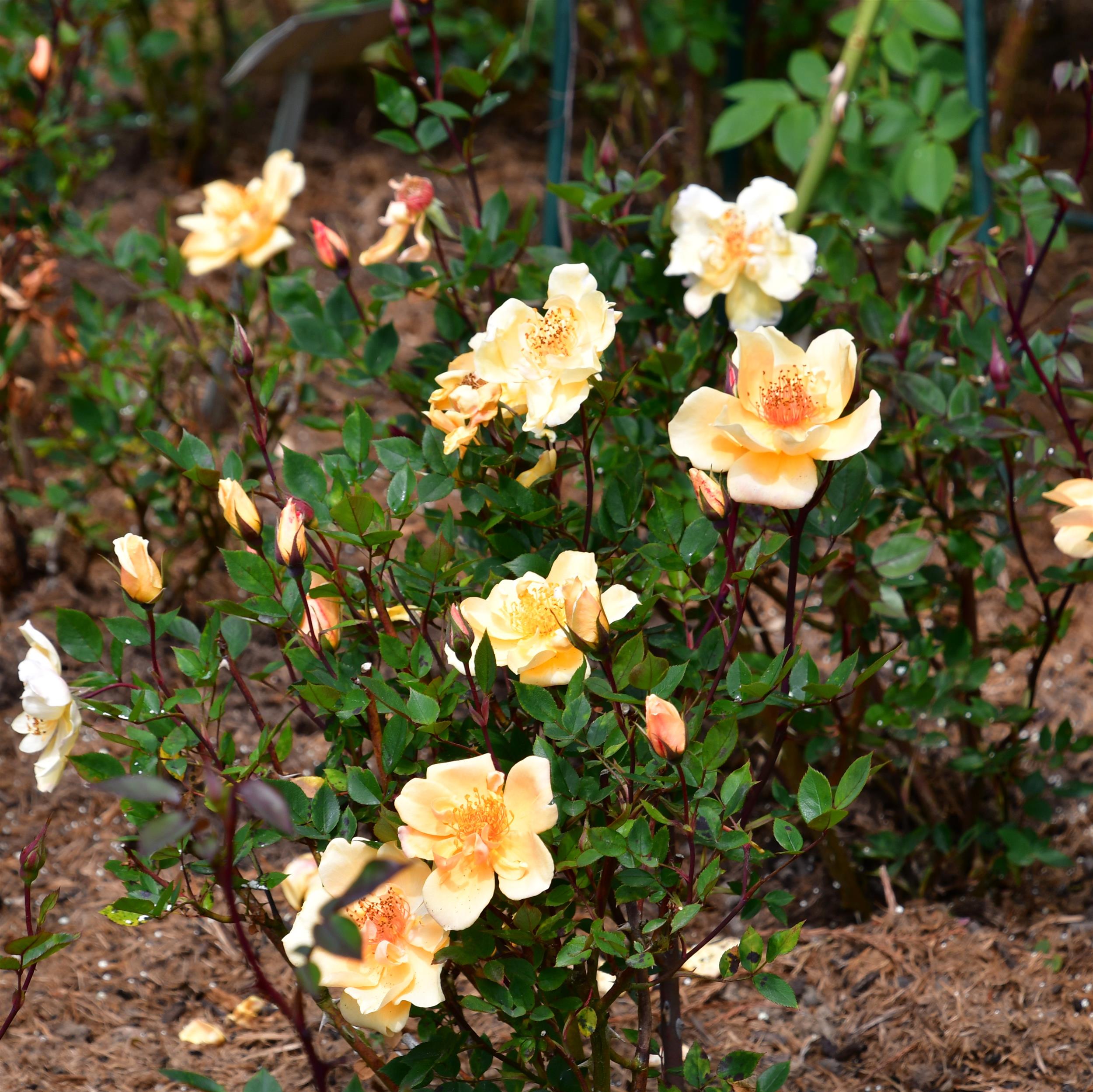 Humphrey`s Rose