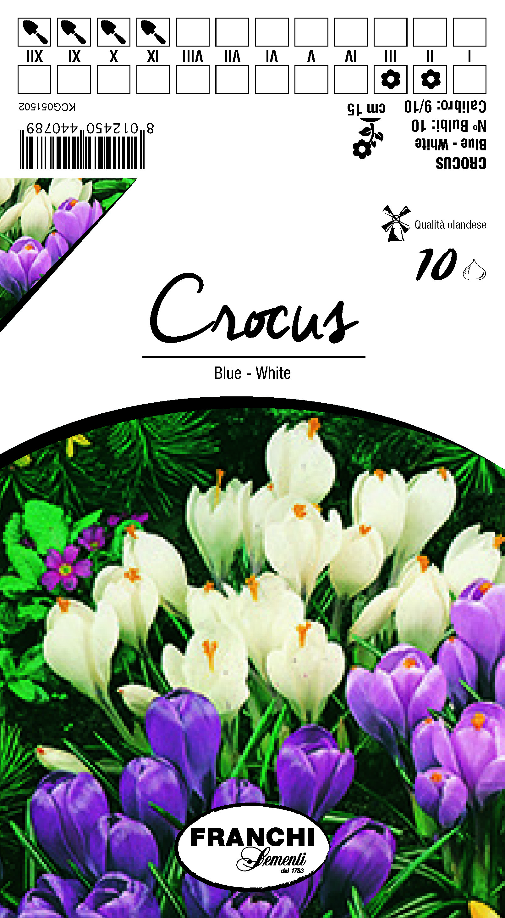 Crocus Blue - White
