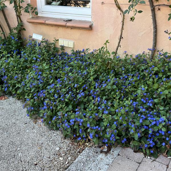 Ceratostigma plumbaginoides 0,5L
