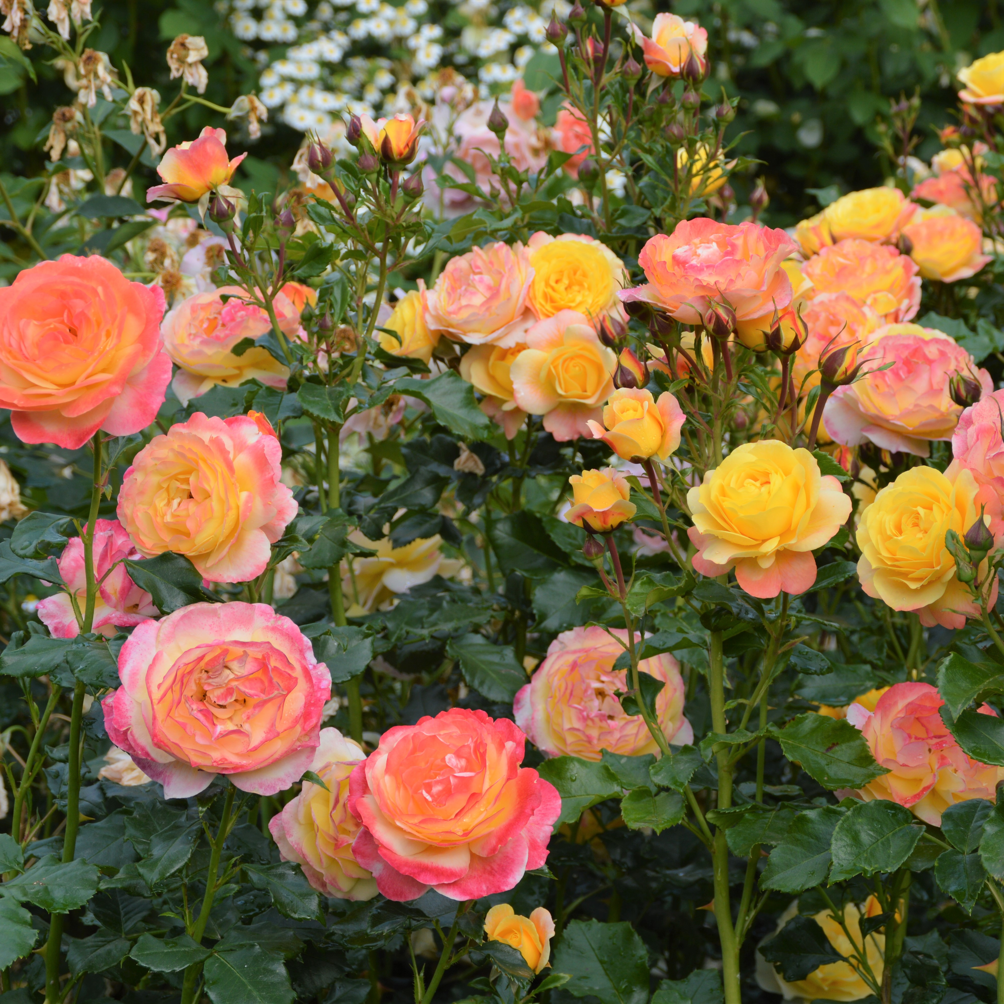 Rose der Hoffnung