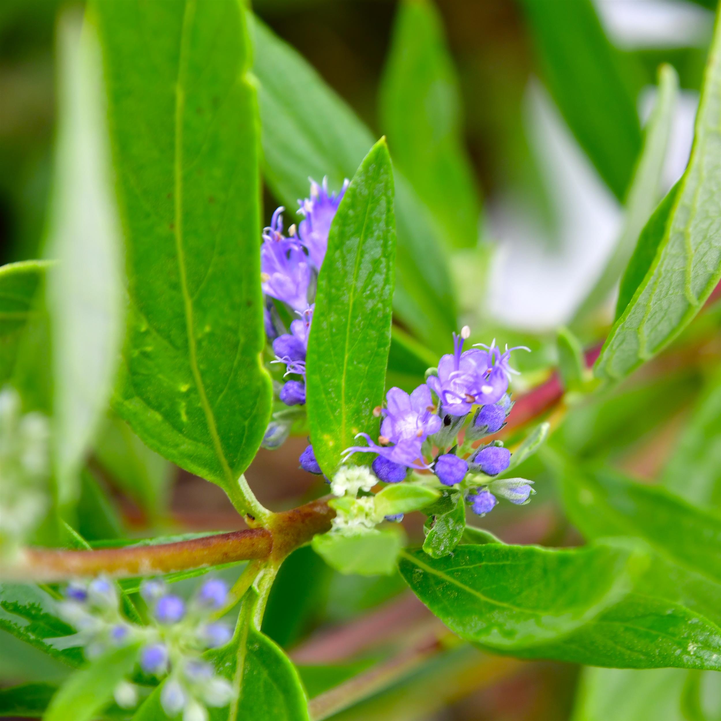 Caryopteris clandonensis 'Kew Blue'