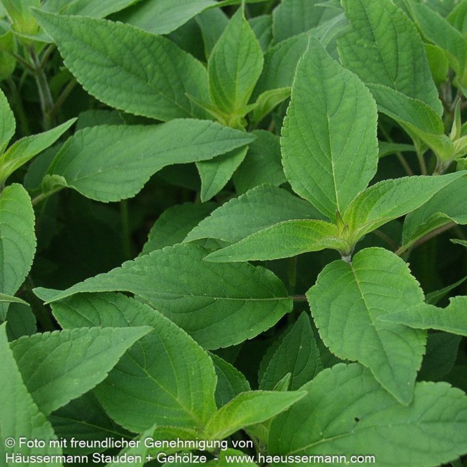 Salvia elegans 'Scarlet Pineapple' 1L
