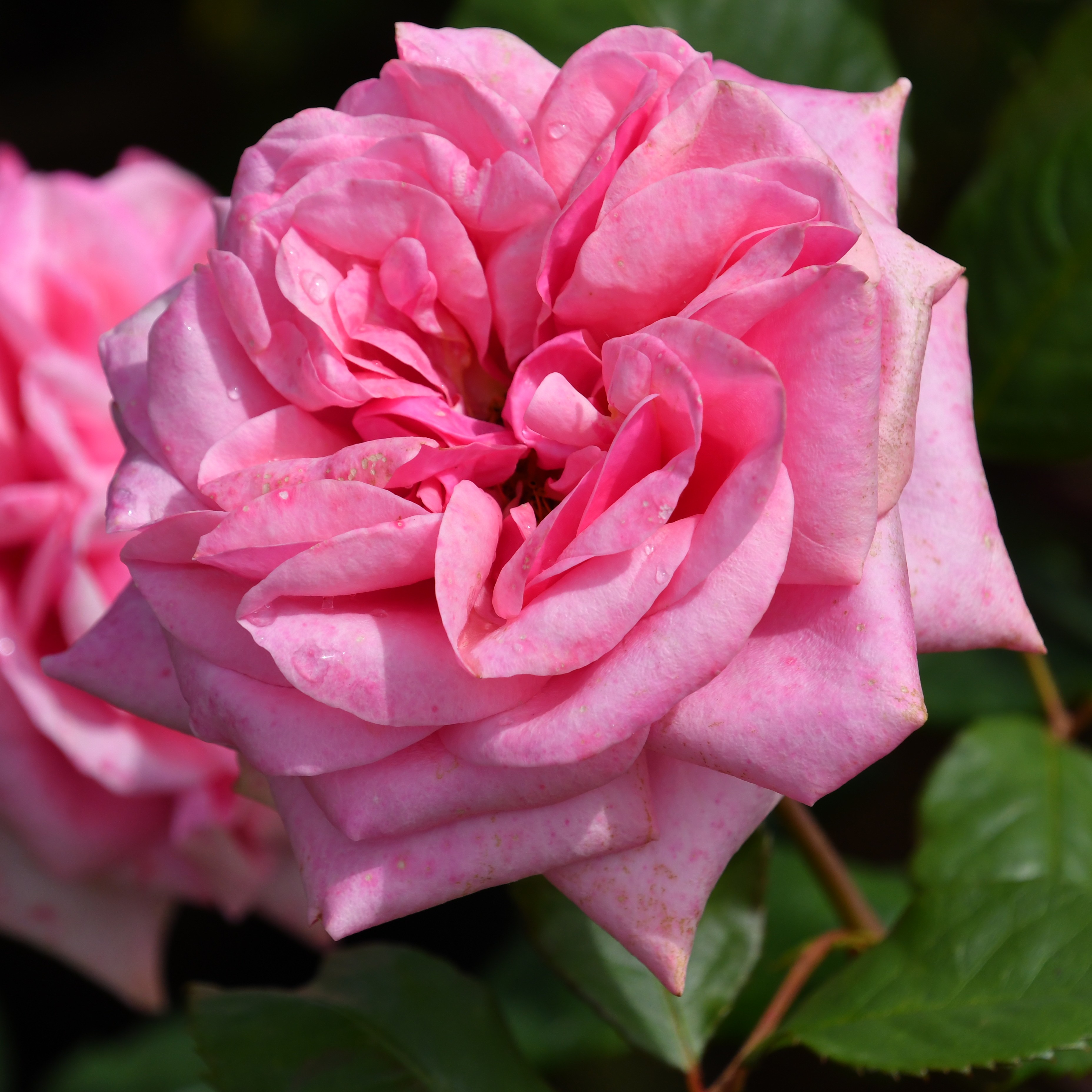 Stefanie´s Rose