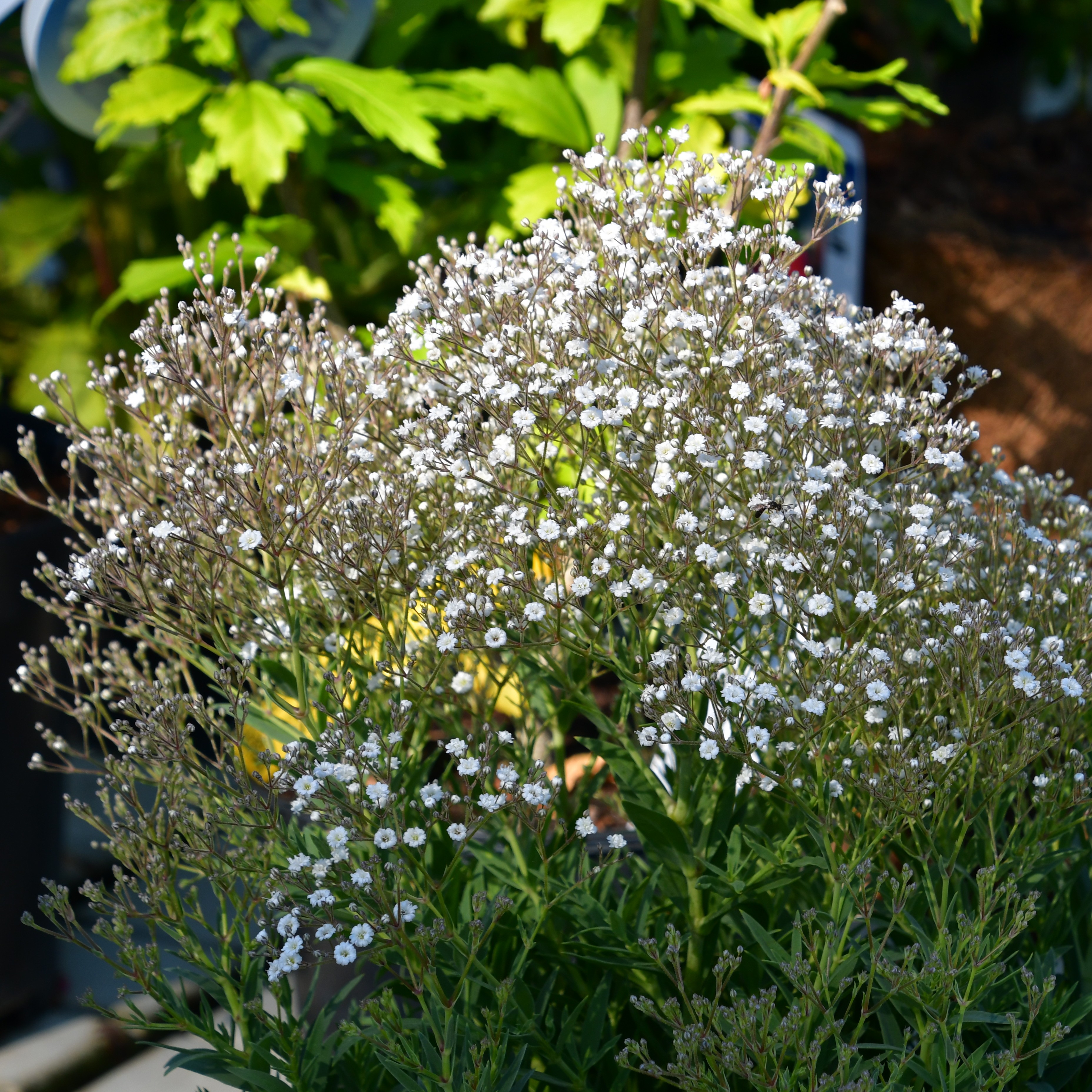 Gypsophila paniculata 'Summer Sparkles' 3L