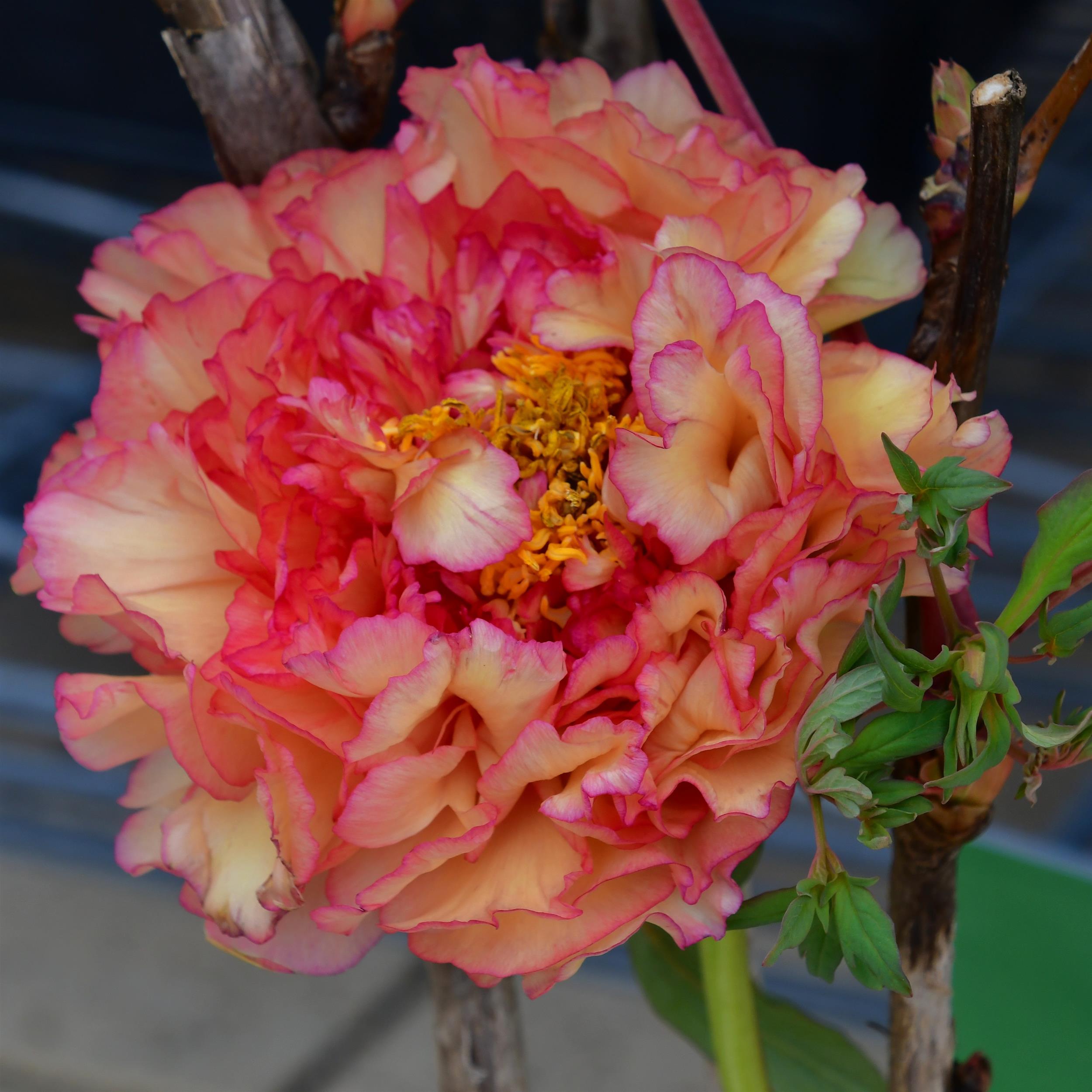 Paeonia suffruticosa Jin Ge