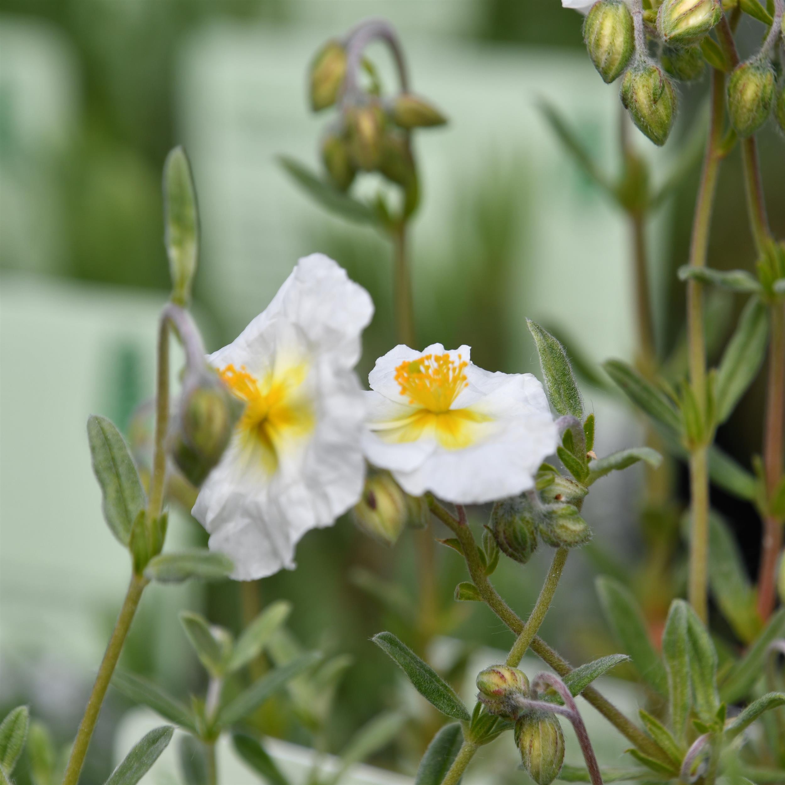 Helianthemum x cultorum Eisbär 0,5