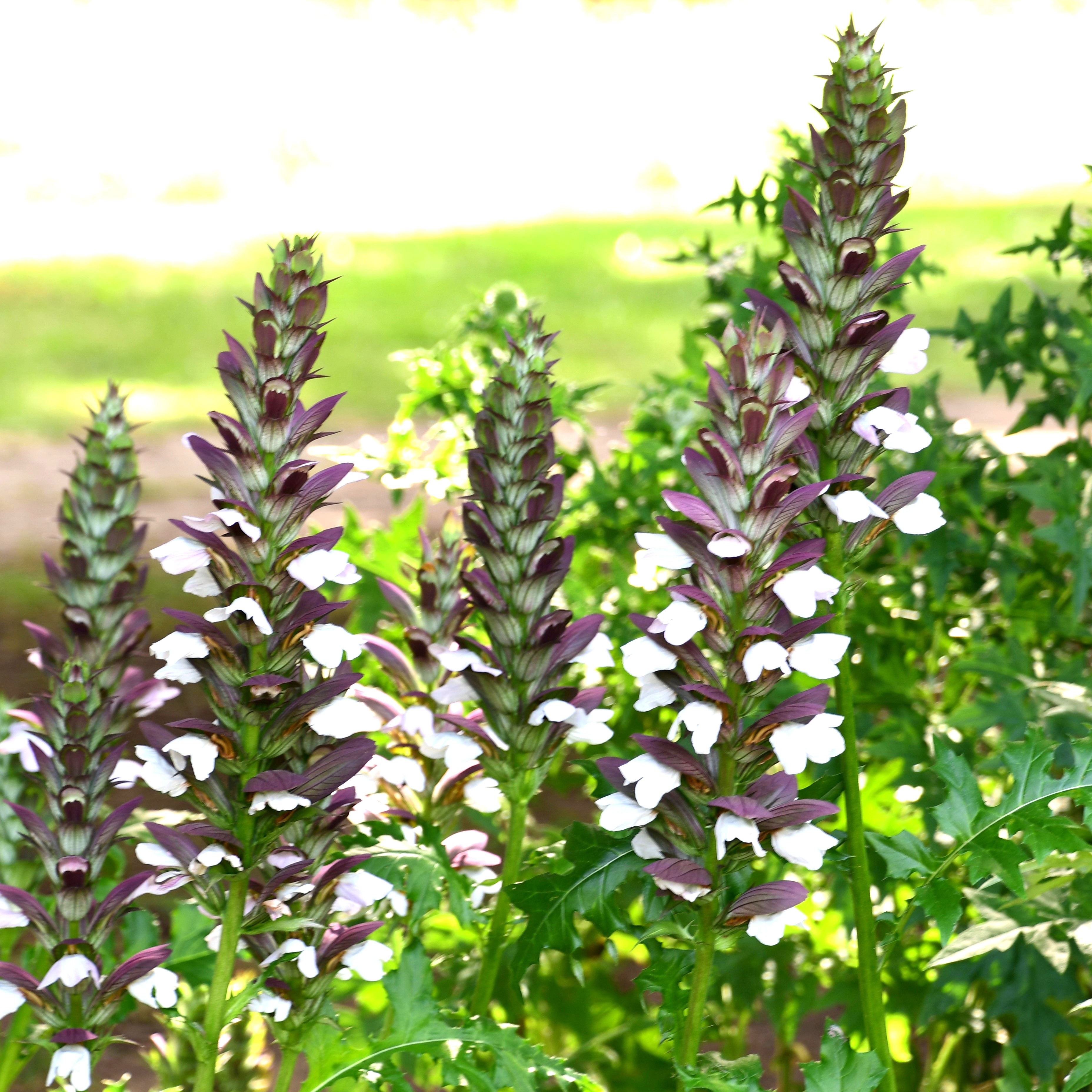 Acanthus hungaricus 'White Lips' 2L
