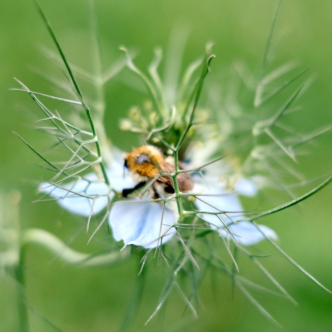 Kopie von Nigella damascena 'Miss Jekyll' (Jungfer im Grünen) #1