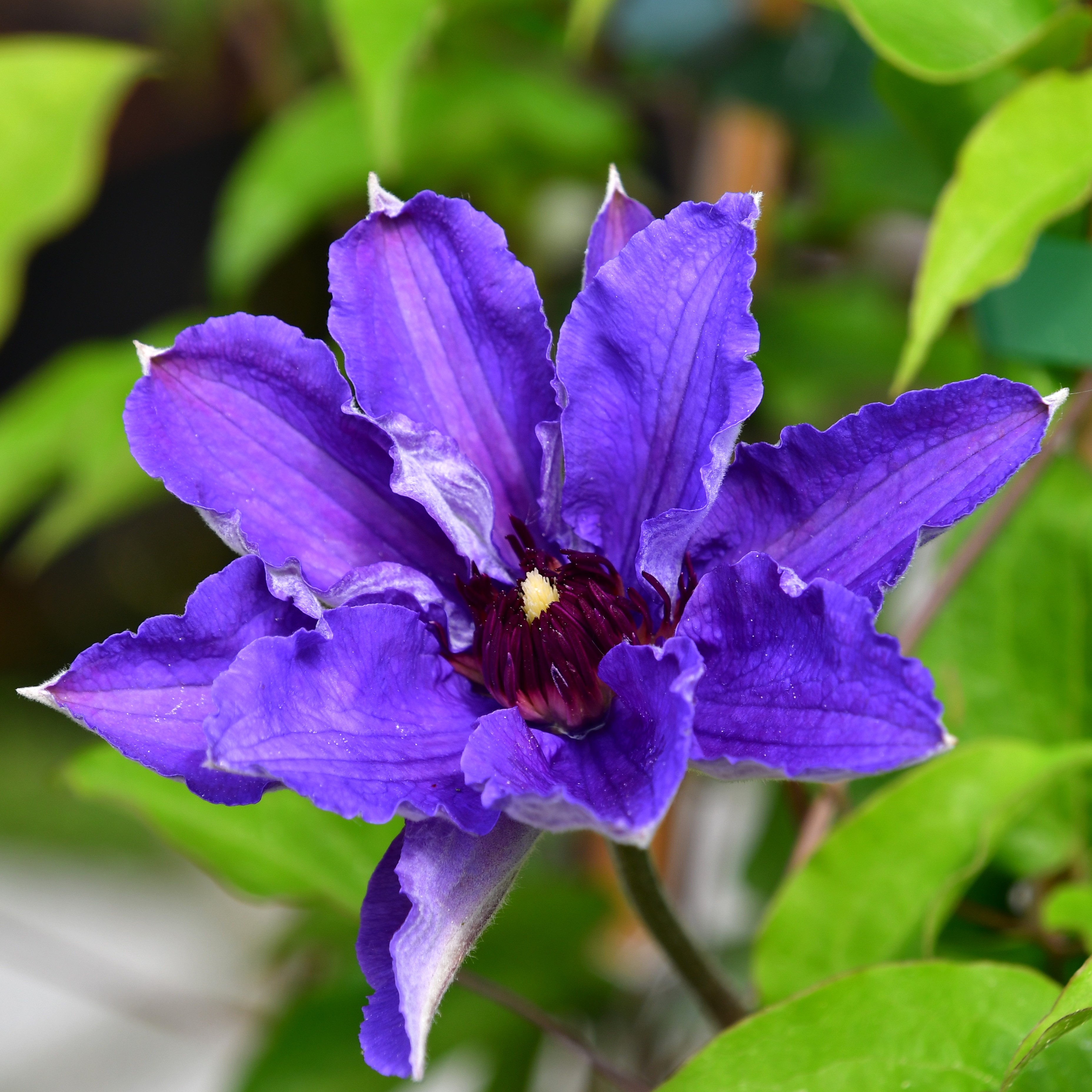 Clematis hybride Königskind