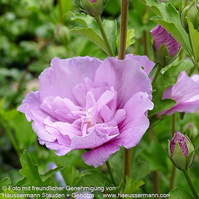 Hibiscus syriacus 'Lavender Chiffon' 5L