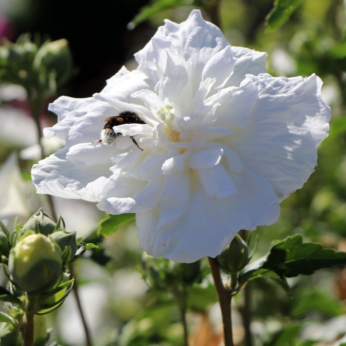 Hibiscus syriacus 'White Chiffon' 3L