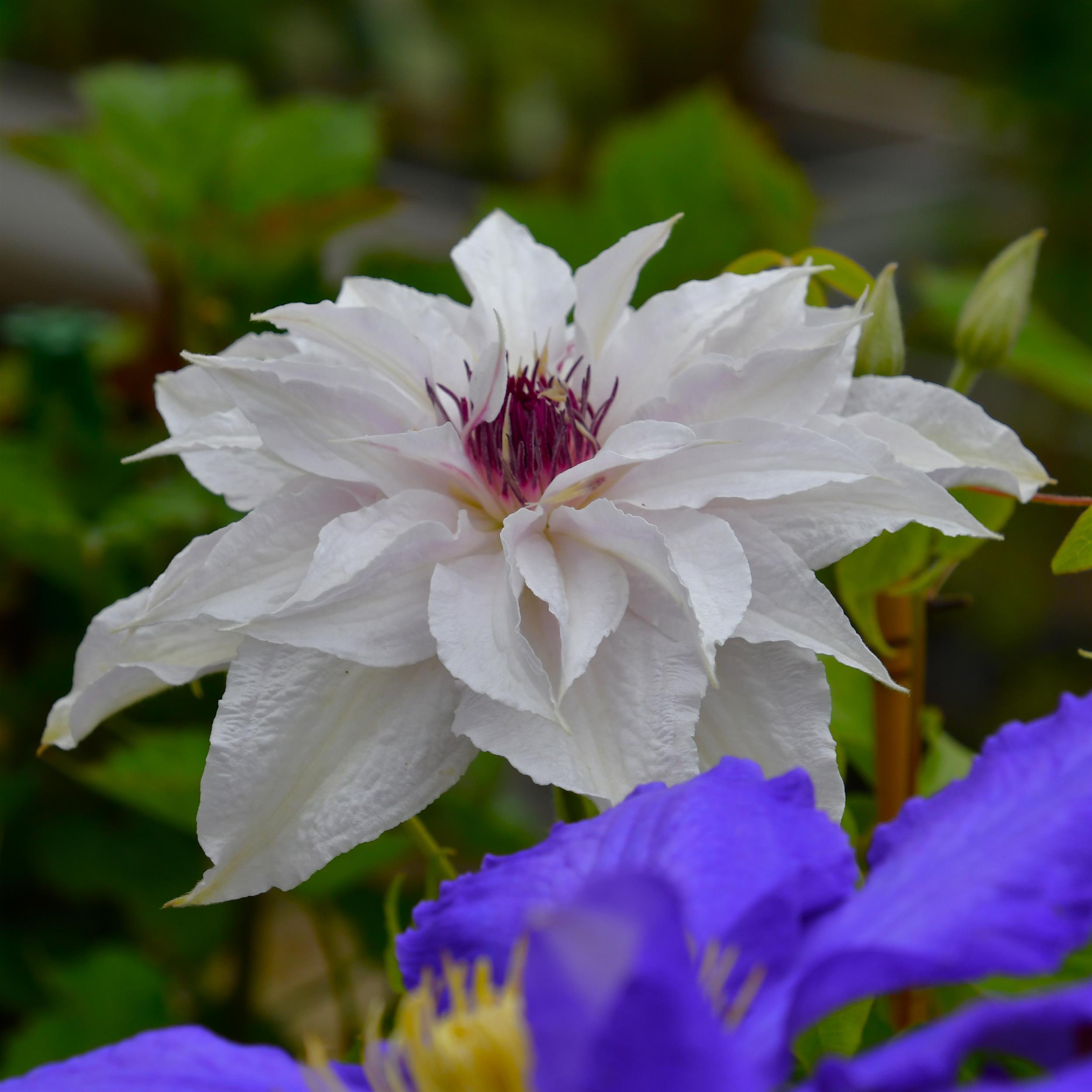 Clematis hyb. Sparkler BFCCSPA