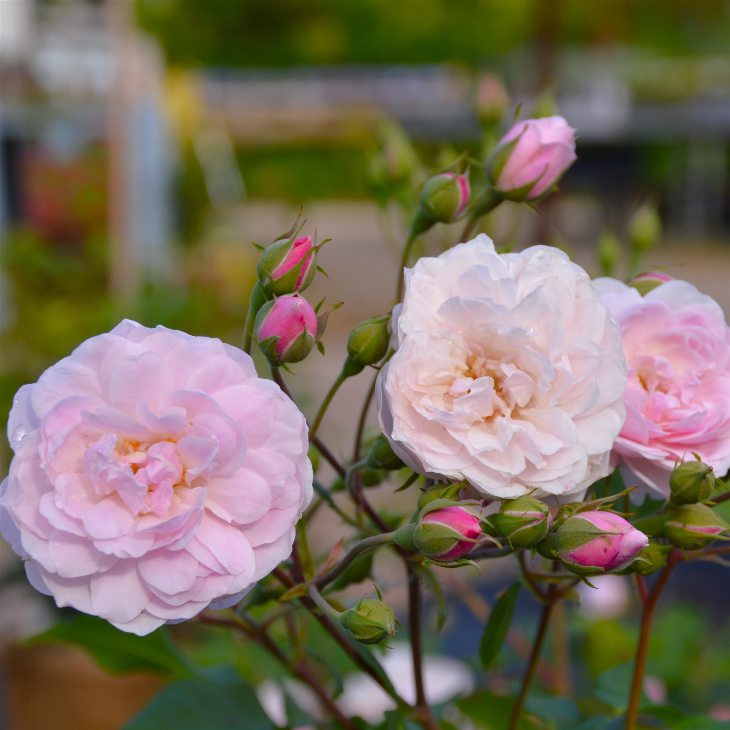 Blush Noisette