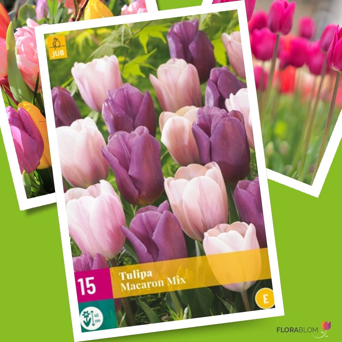 Tulpen Macaron Mischung 15Stk.