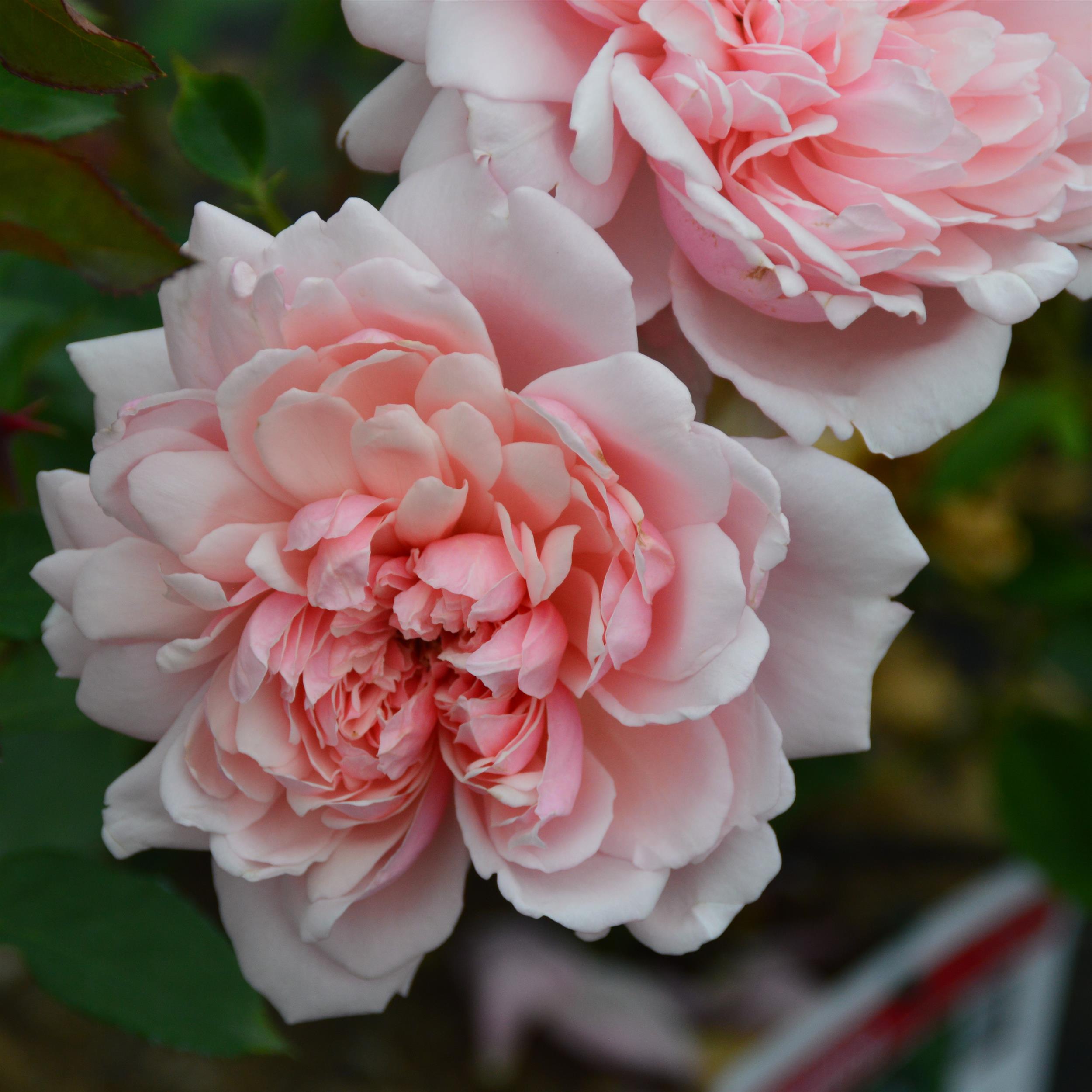 Albertine