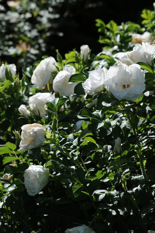 Blanc Double de Coubert