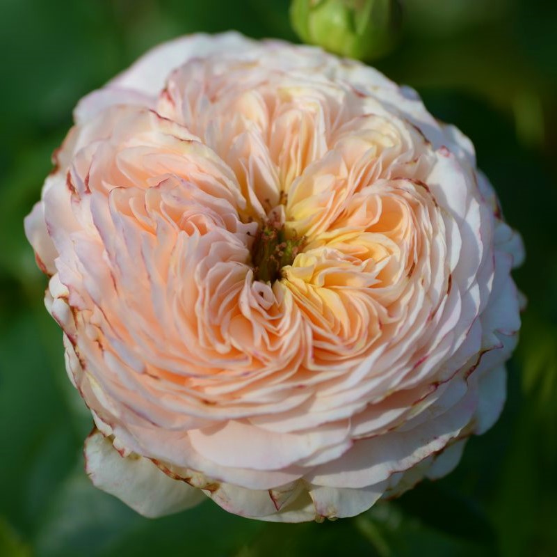 Domaine de Chantilly