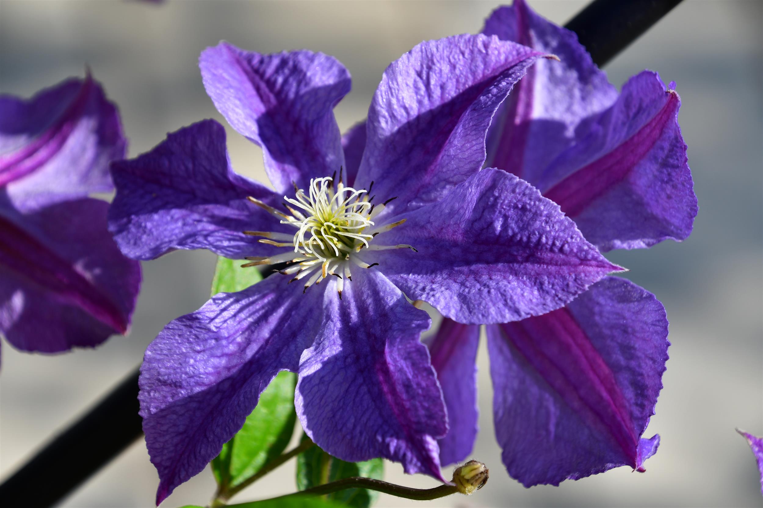 Clematis Hyb. Ashva