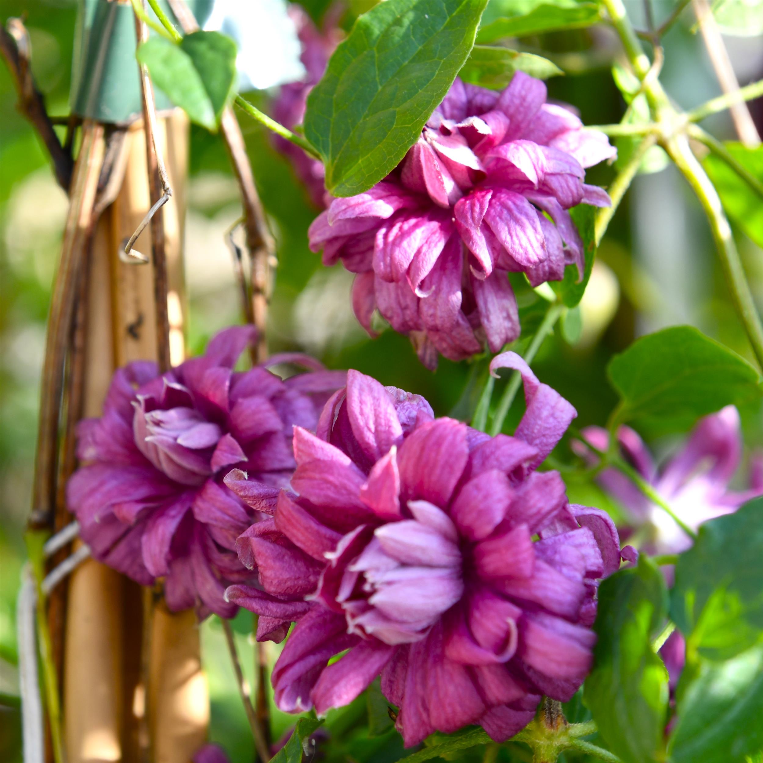 Clematis vitic.Purpurea Plena Elegans