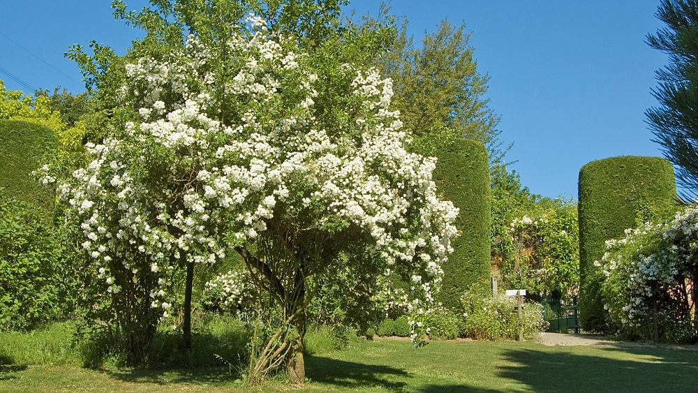 Rambling Rector