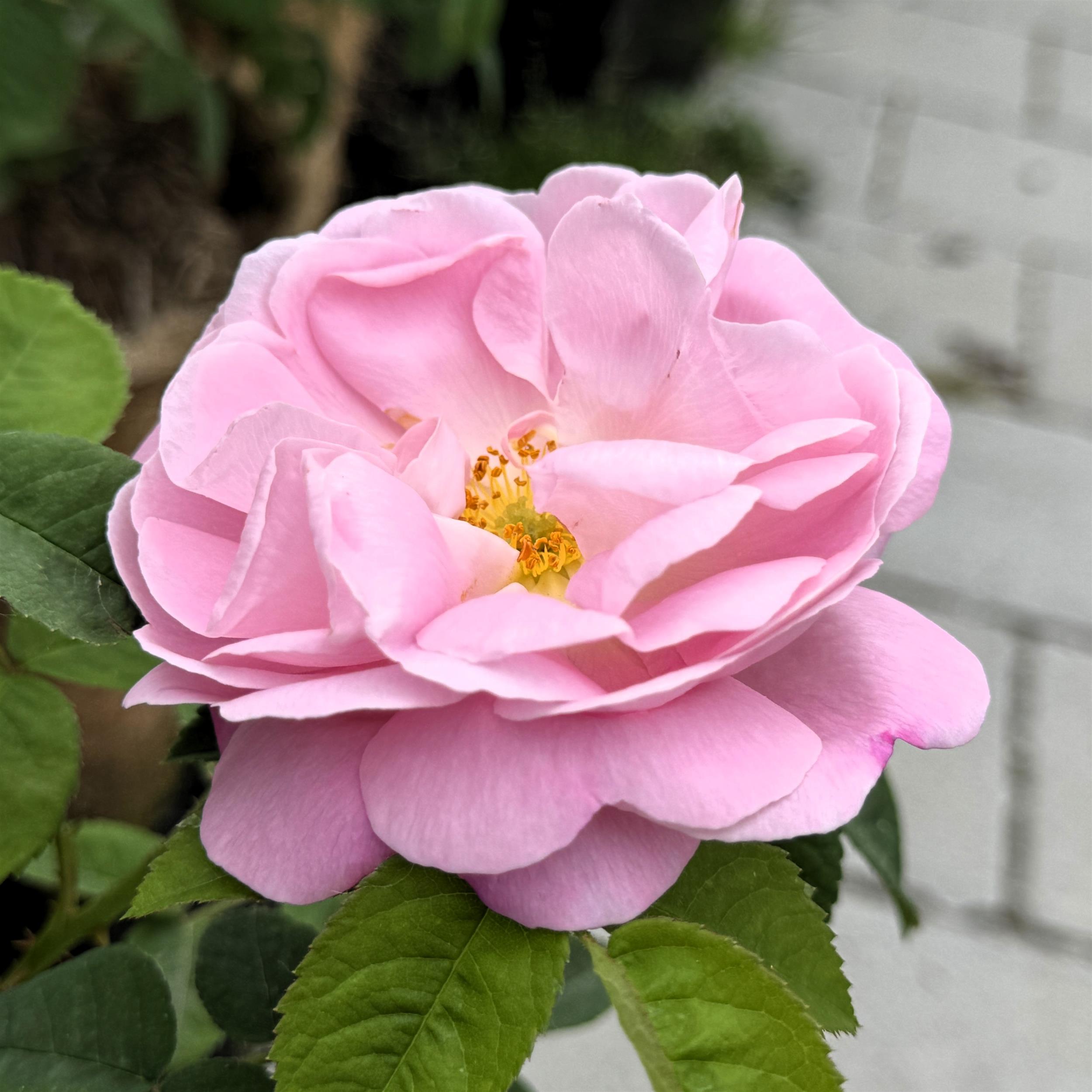 Belle Amour