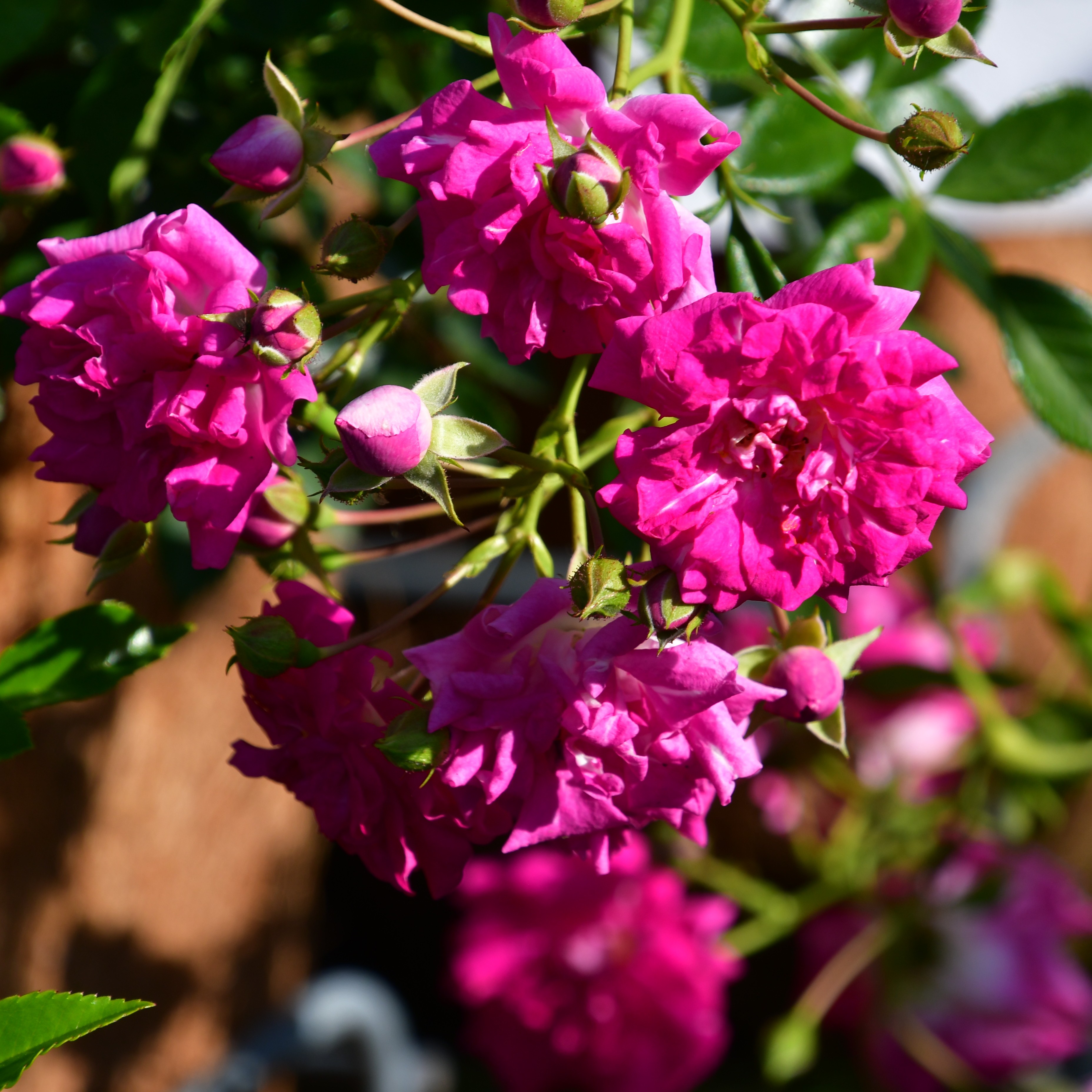 Super Excelsa