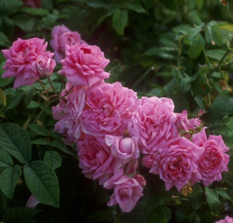 Ispahan / Pompon des Princes