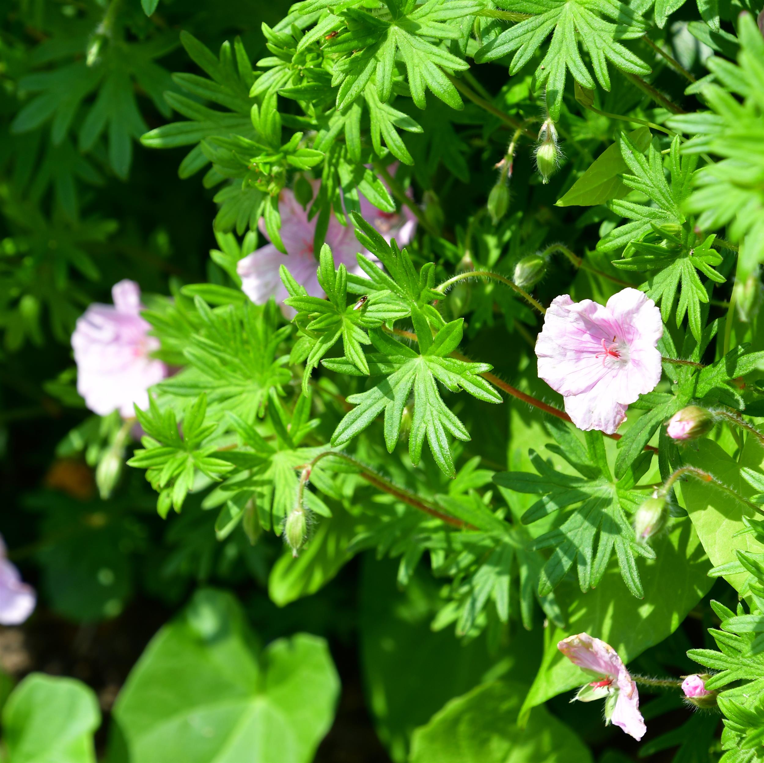 Geranium sanguineum `Apfelblüte' 0,5L