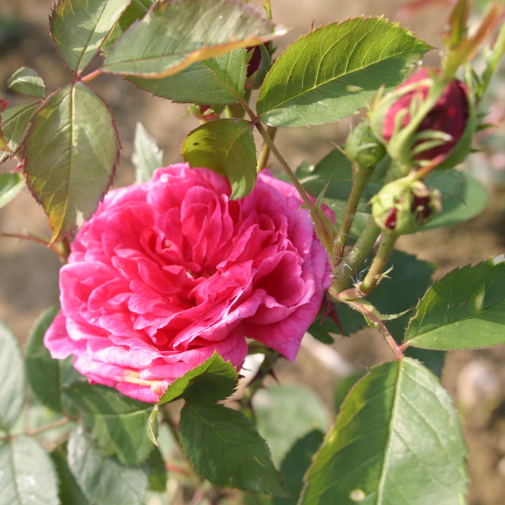 Swiss Damask