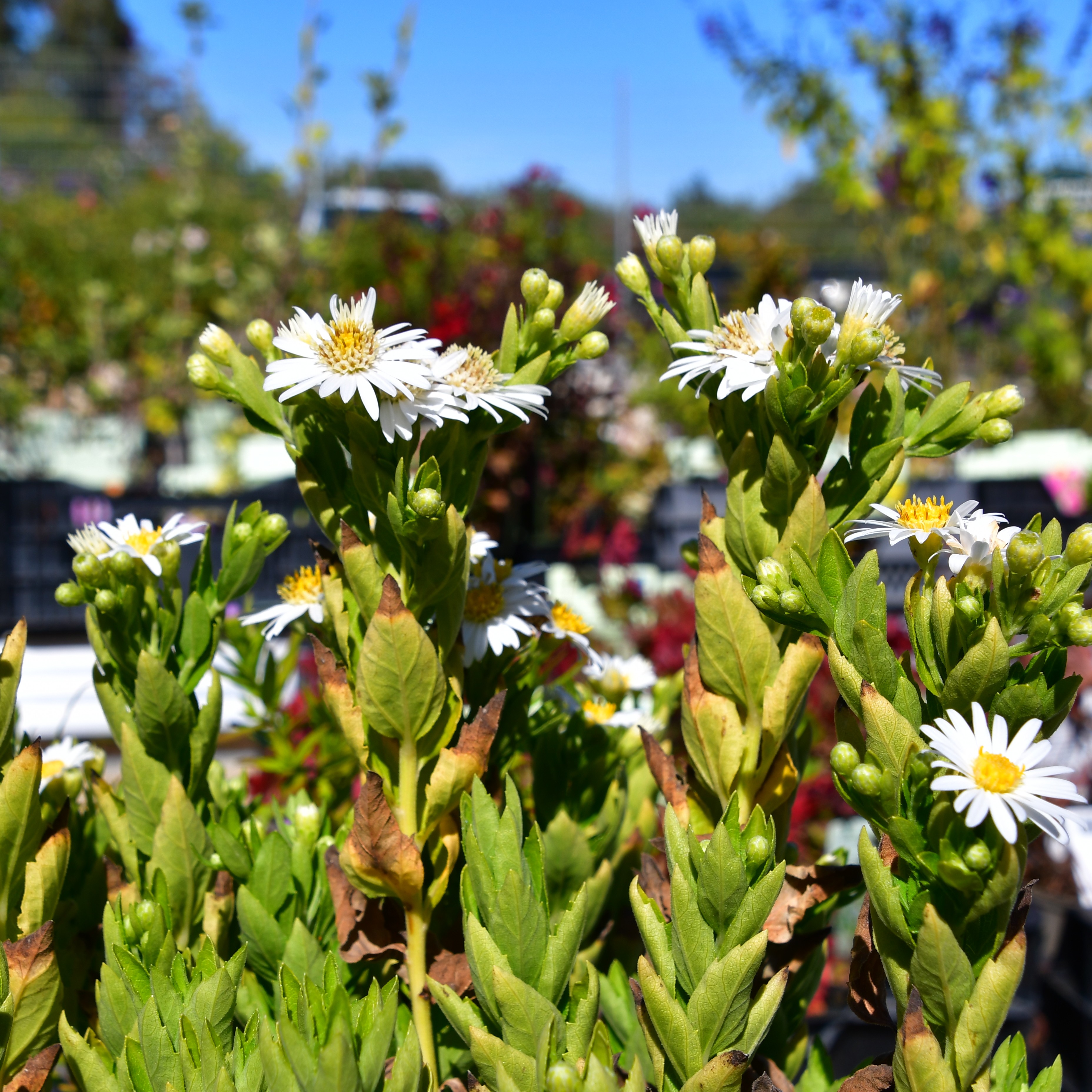 Aster ageratoides Starshine 1L