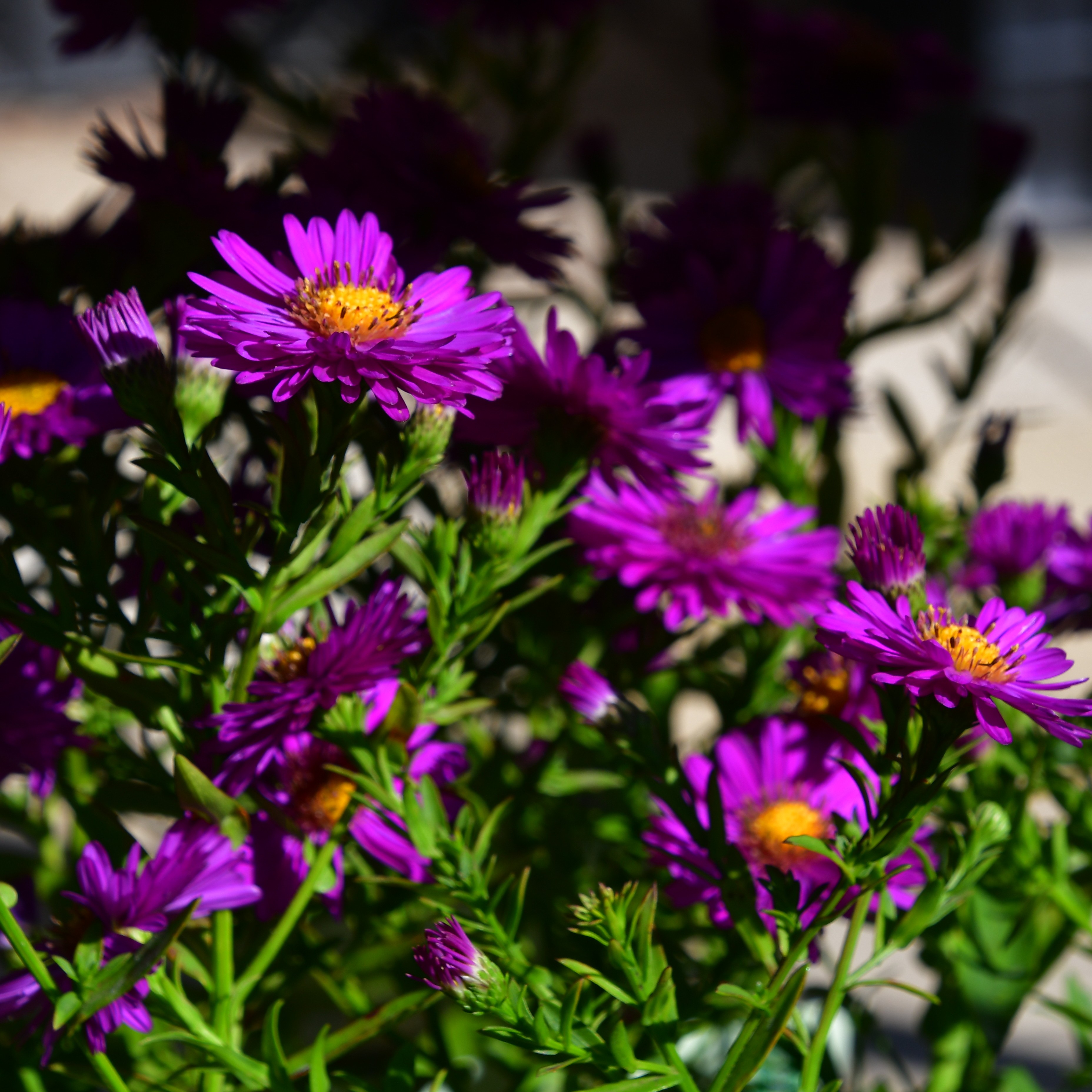 Aster dumosus 'Starlight' 1L