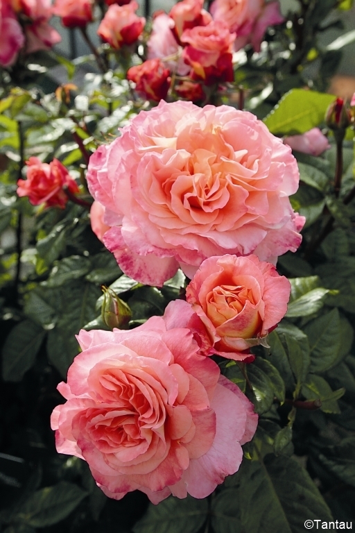 Augusta Luise - Stammrose 90 cm