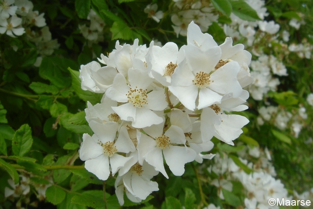 Rosa multiflora