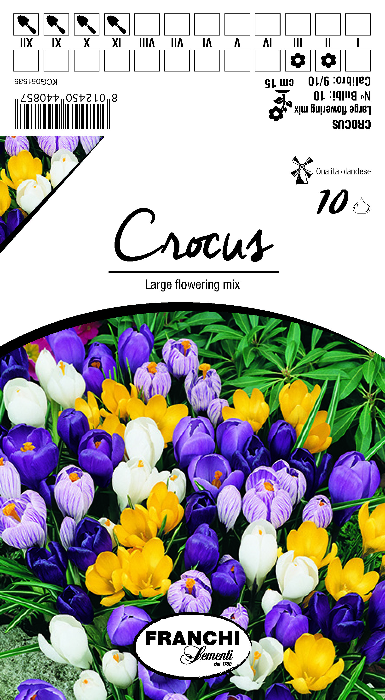 Crocus Large Flowering Mix