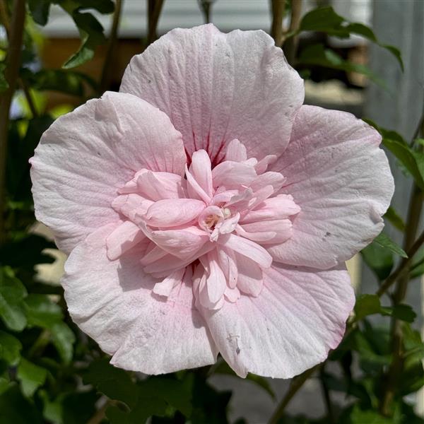 Hibiscus syriacus 'Pink Chiffon' C5