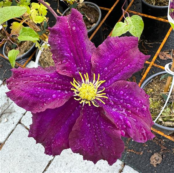 Clematis Warszawska Nike