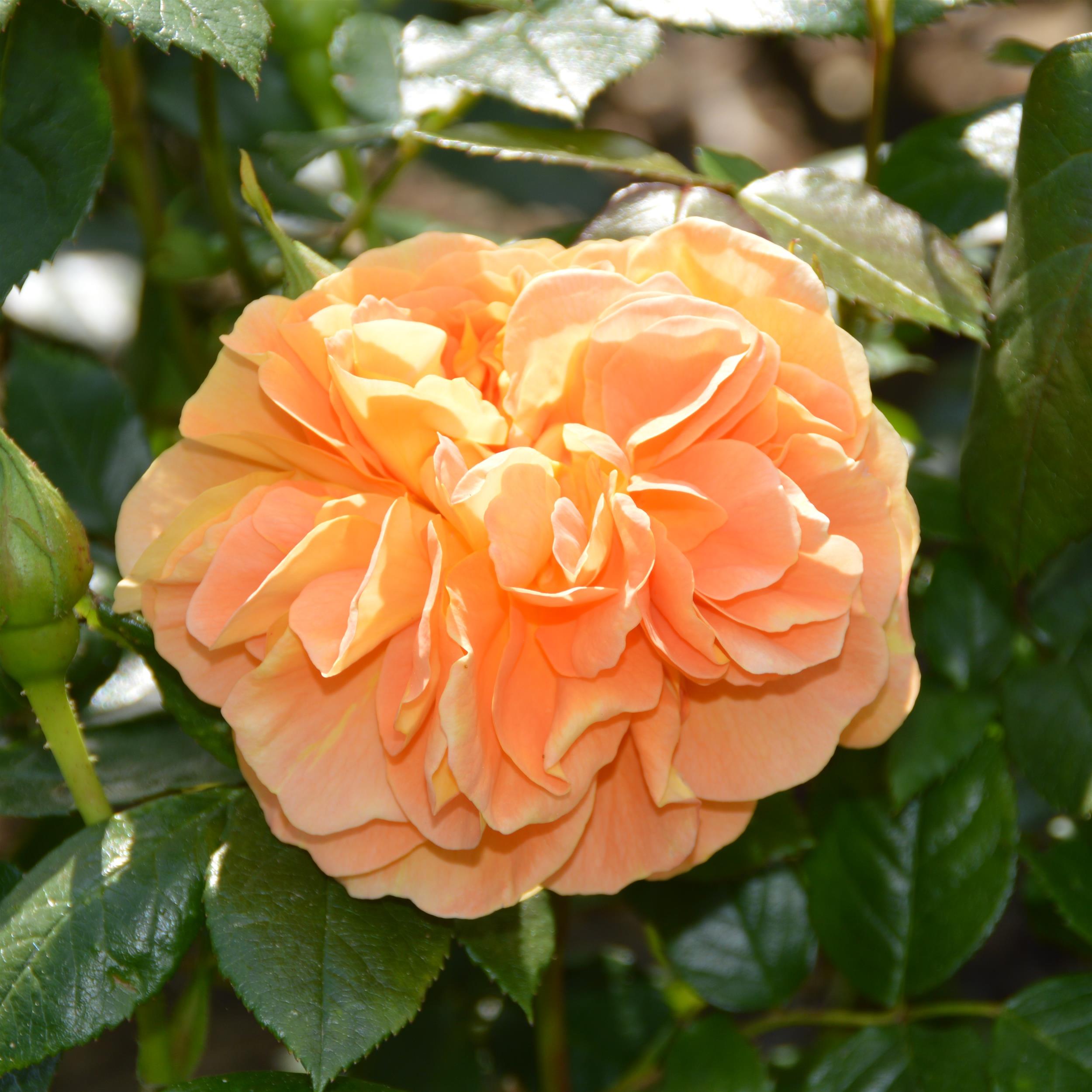 Bernstein Rose