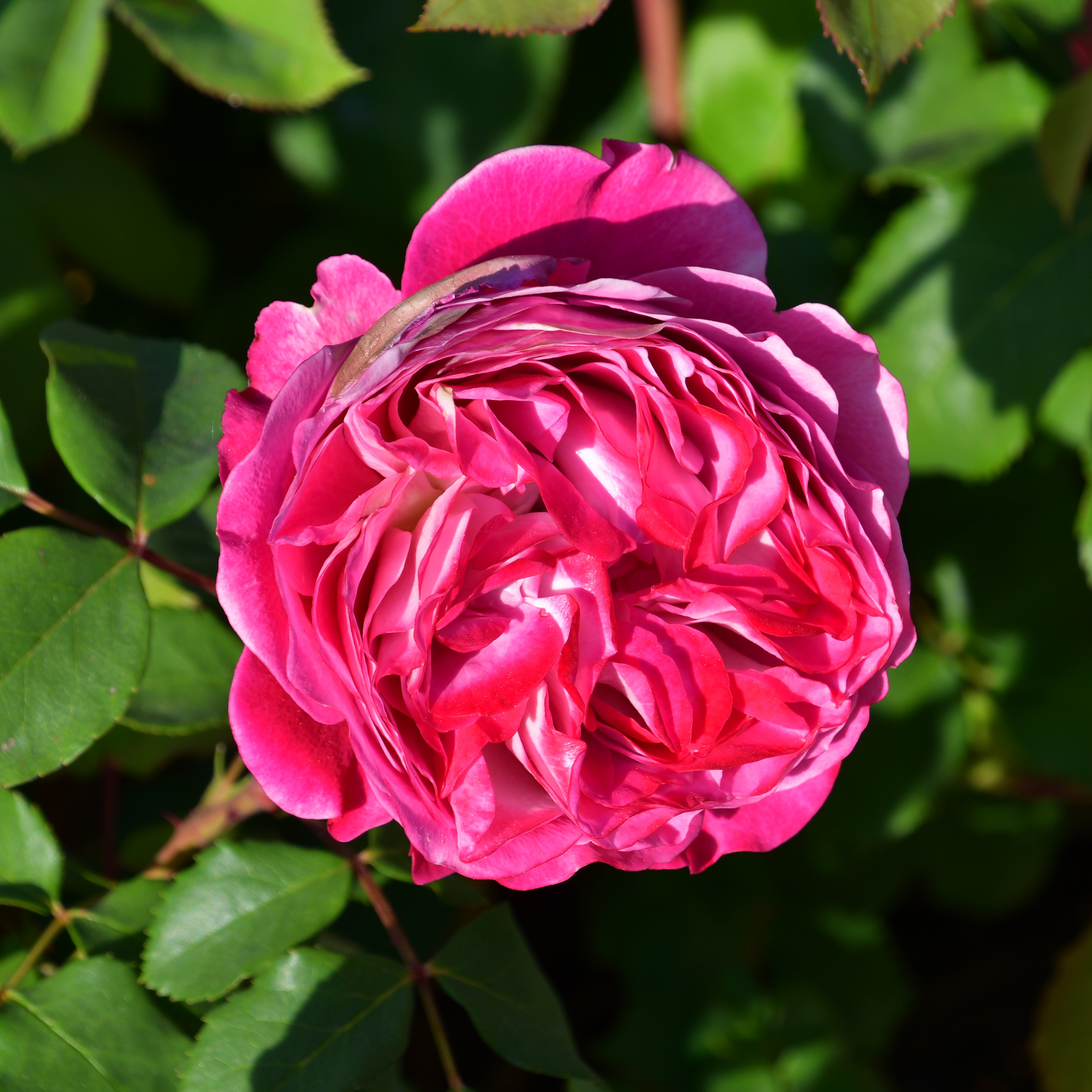 Centenaire de l`Hay-les-Roses