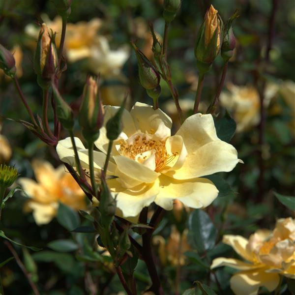 Humphrey`s Rose - Stammrose 90cm