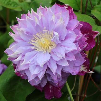 Clematis Hyb. Darena
