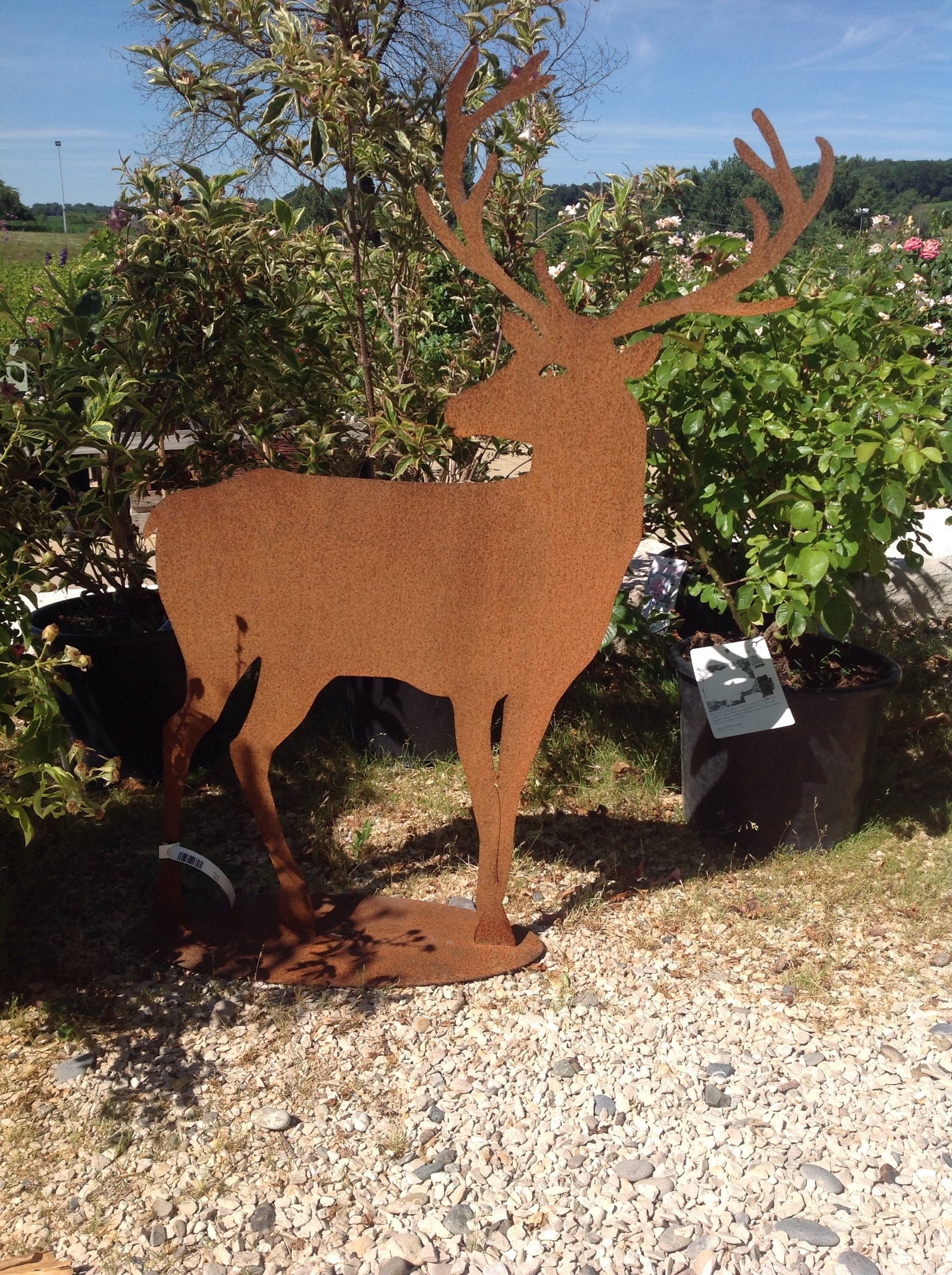 Hirsch