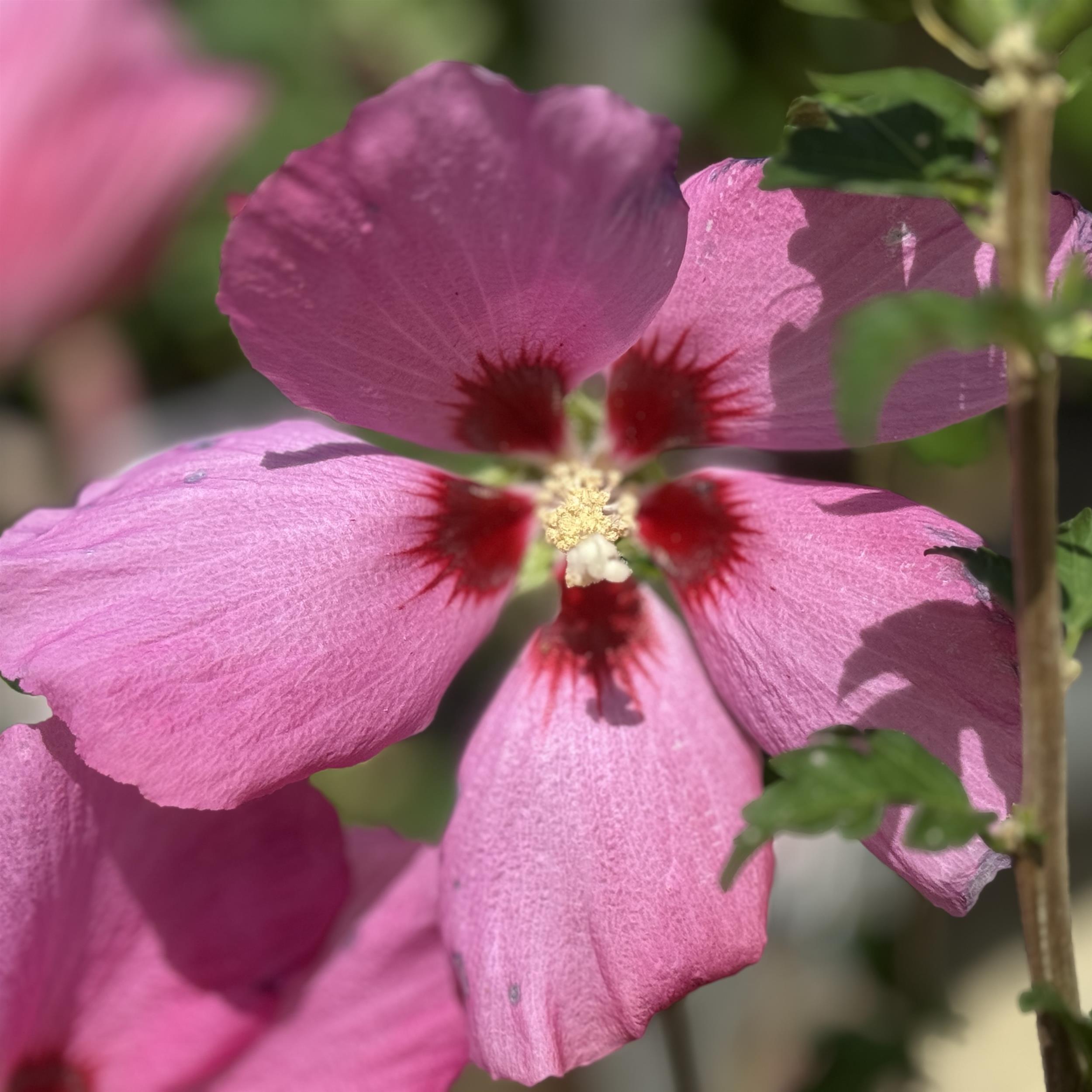 Hibiscus syriacus 'Woodbridge' 5L