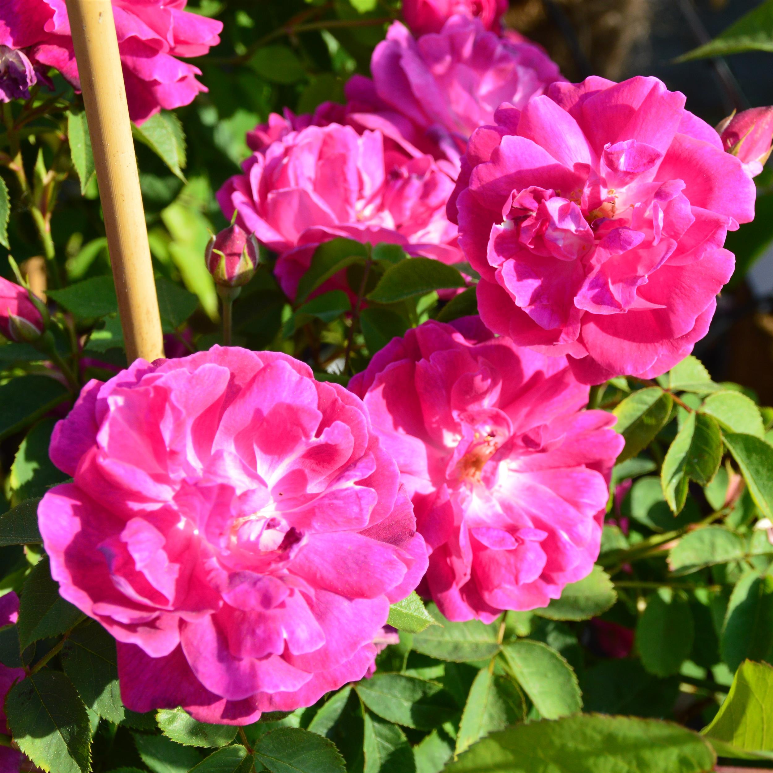 Futtacker Schlingrose