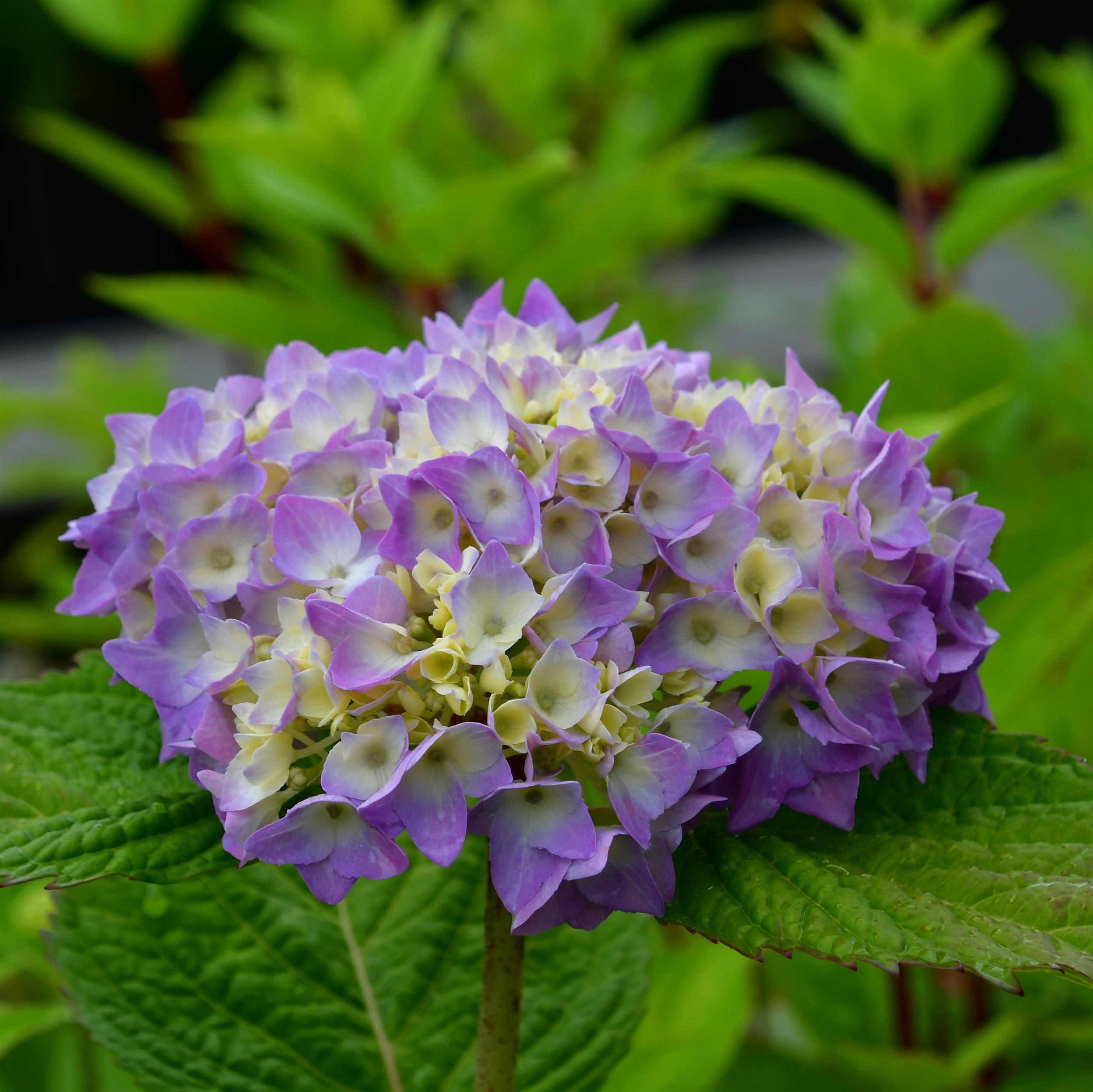 Hydrangea Endless Summer The Original