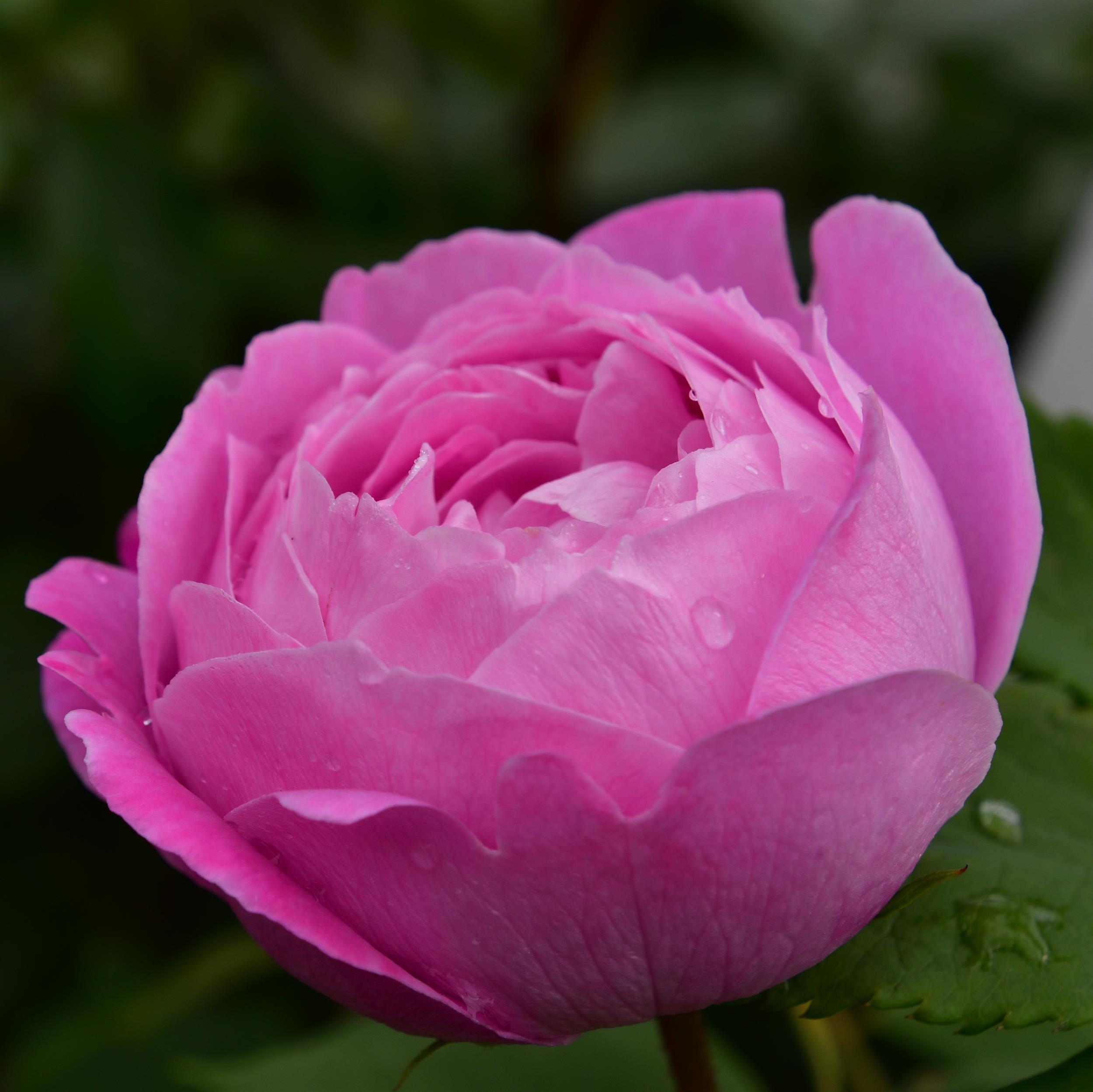 La Reine Victoria / Reine Victoria